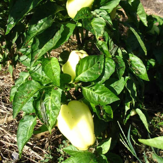 Albino Bullnose Pepper Tarot Seed Packet