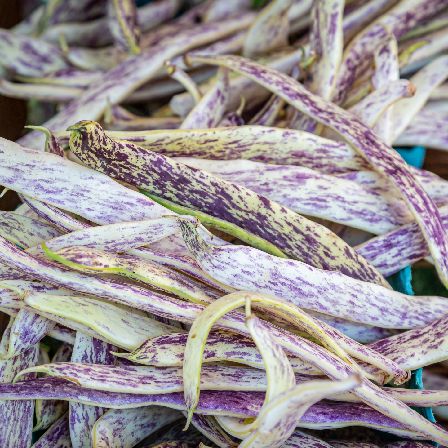 Dragon Tongue Bush Bean Tarot Seed Packet
