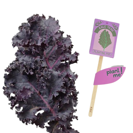 Kale Yeah!  Garden + Gift Seed Planting Pop
