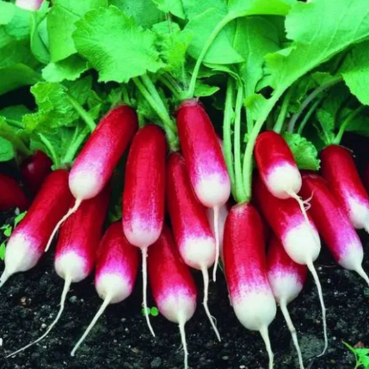 French Breakfast Radish Tarot Seed Packet
