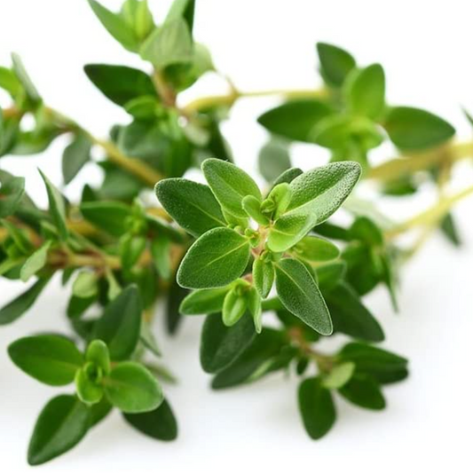 Garden Thyme Tarot Seed Packet