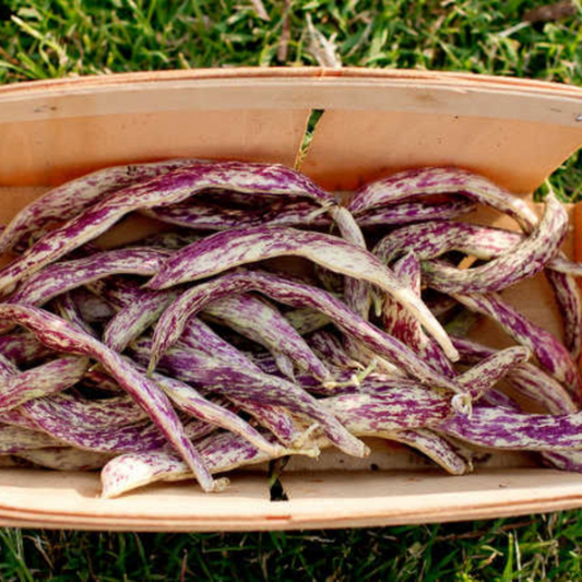 Dragon Tongue Bush Bean Tarot Seed Packet